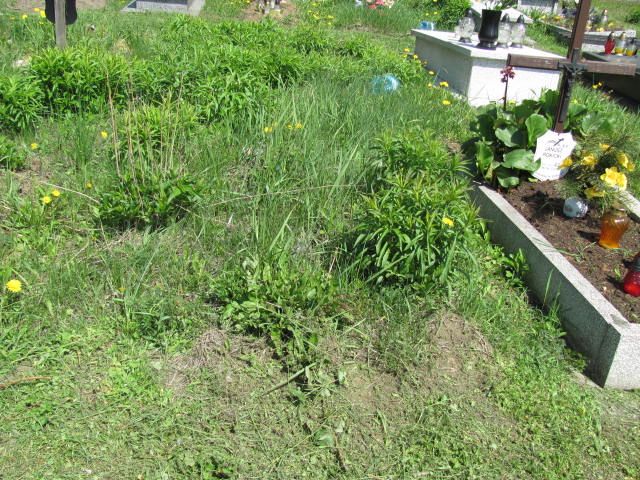  NN Czeladź - Grobonet - Wyszukiwarka osób pochowanych